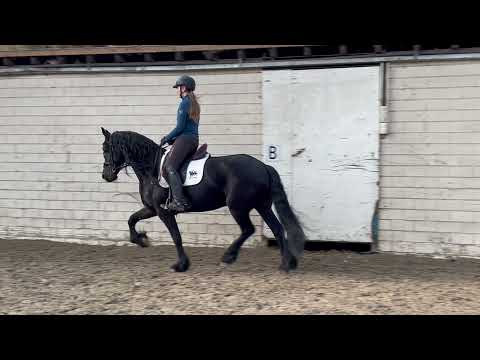 Stal Okkema's Fokelientje - Bartele 472 x Jasper 366 - Mare in foal - 2017 - 1.66m