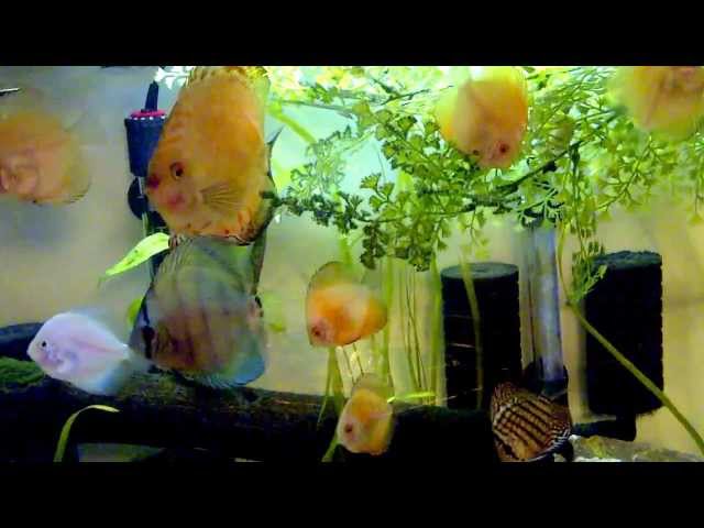 55 gallon Discus tank, Tony Tan's Discus and Electric Blue Rams