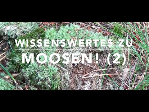Nothing happens without moss! Interesting facts about mosses (2/2)