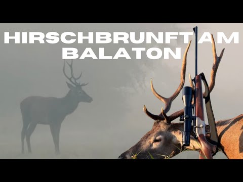 Deer rut at Lake Balaton - Red deer hunting in Hungary - Killing of 2 deer