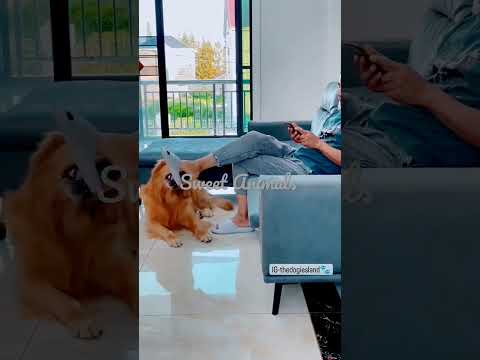 Man and dog playing together