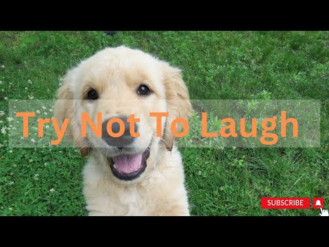 most amazing top 10 videos Cute and Funny Dog Videos: The Laughter Challenge #5 | Cute Animals