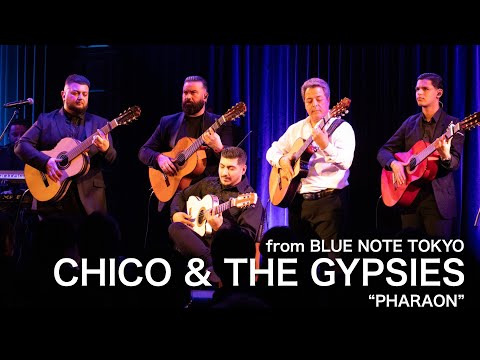 CHICO & THE GYPSIES "PHARAON" / BLUE NOTE TOKYO Live 2025