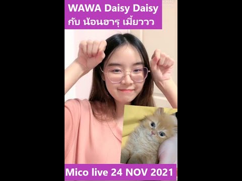 Live วาวา | WAWA DAISY DAISY | Mico Live (Kitty)   24 NOV 2021