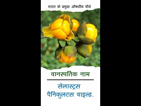 Malkangni Dry Extract