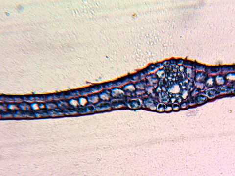 Elodes Stengel längsschnitt - Mikroskop HD Video Deutsch