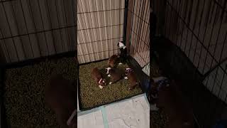 Video preview image #1 Boston Terrier Puppy For Sale in SALINA, KS, USA