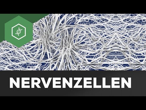 Nervenzelle einfach erklärt: Aufbau & Funktion