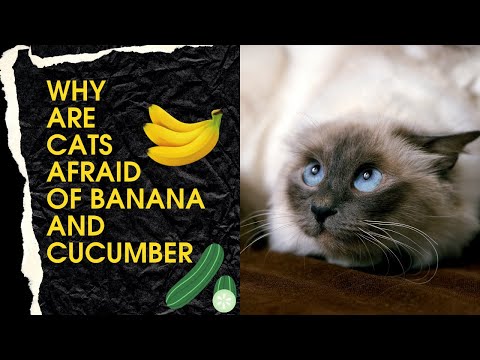 Why are cats afraid of Banana and cucumber? |