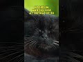 Top 3 Oldest Cats In The World
