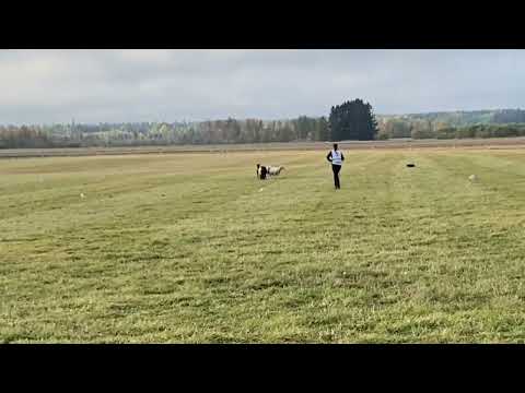 Unghundssm Linje Ebba Sam