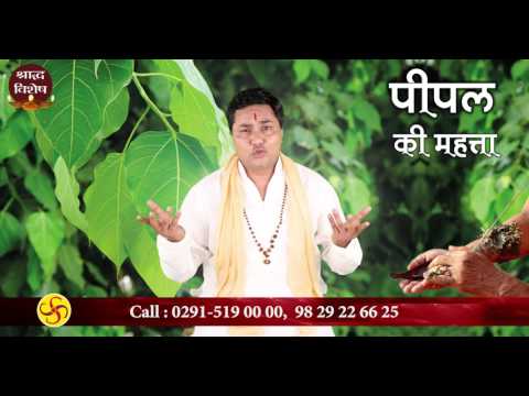 श्राद्ध पक्ष में पीपल सींचना (Pitra dosh)Shradh 2018Pt. Suresh Shrimali