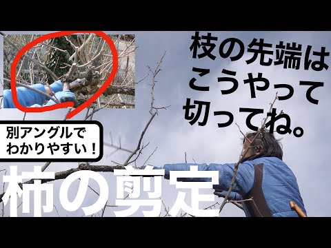 柿の切り方:これが一番良い方法です 植物