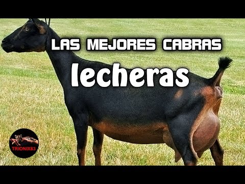 , title : 'LAS MEJORES CABRAS LECHERAS DEL MUNDO – La mejor cabra lechera del mundo'