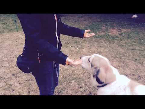 Jak zwiększyć koncentrację psa na przewodnika?