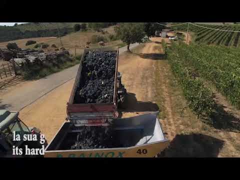 Maestrino Morellino di Scansano 2021 press review - rassegna stampa