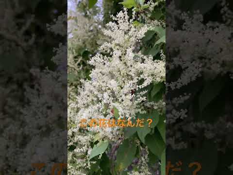 自然薬局：薬草園に絶対に入れておきたい、自分を癒す20の植物  庭園