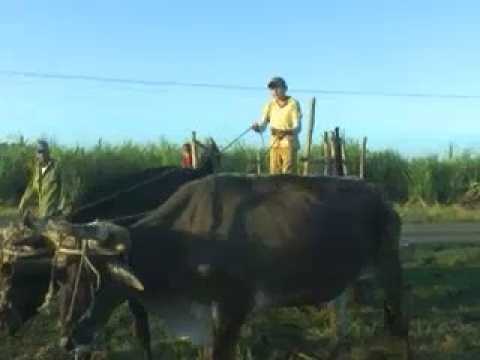 Perpetúa legado familiar adolescente del municipio de Rodas en Cienfuegos