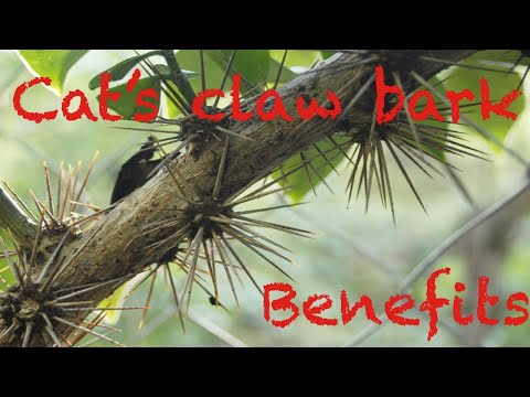 Cat's Claw Bark Benefits