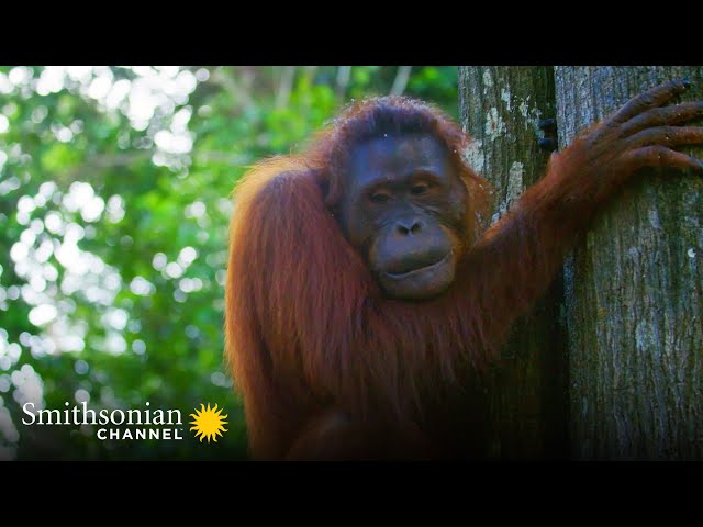 Unusual Animal Behavior Caught On Camera 🙈 Smithsonian Channel