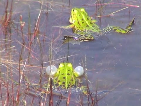 Wasserfrosch (Rana esculenta). water frog. Ein Video von KLAUS TAUX