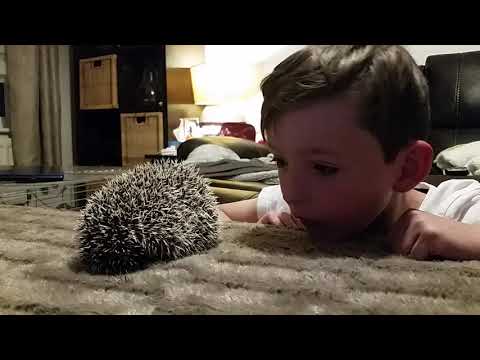 Lochlann meets Quilly his new 10 week old African Pygmy Hedgehog