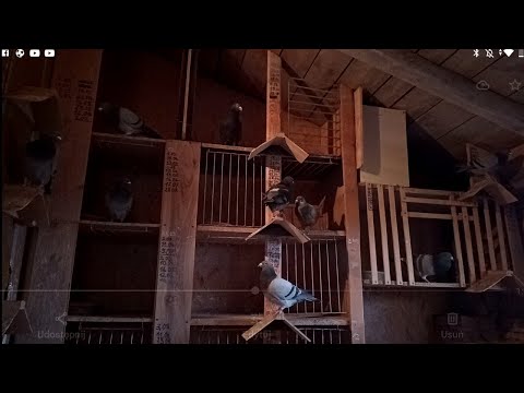 Breeding males for the 2022 season. Announcement of changes 😉😁