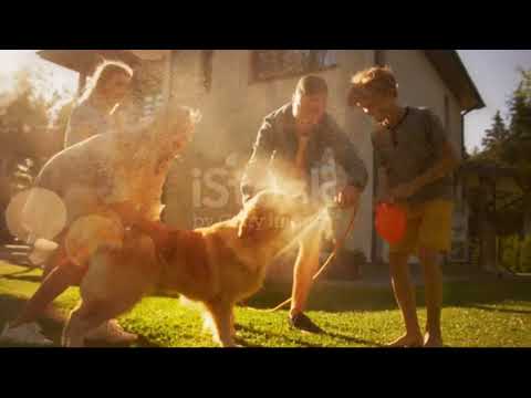#Short video | Father Daughter Son Play With Loyal Golden Retriever Dog | download now