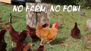 No Farm, No Fowl