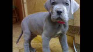 Morphine - I had my chance