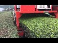 二番茶後の浅番刈り【中森製茶】 