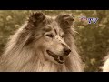 Collie Rough - Collie: Informationen zur Rasse