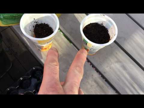 Test Lavandel - RootIt vs. Såjord