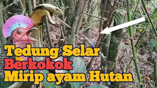 Download lagu Suara Ular Tedung selar Situ derek di kebun bambu saat sendekala mp3