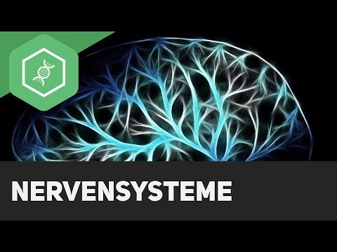 Nervous systems - Overview