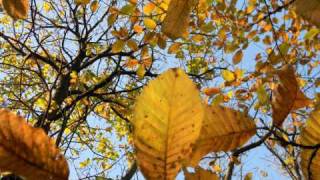 ottobre   novembre, 2011 Pooh Che ne Fai di te