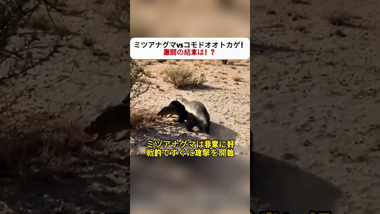 ミツアナグマvsコモドオオトカゲ！ 激闘の結末は！？ #野生動物 #ミツアナグマ #コモドオオトカゲ #自然界 #戦闘機