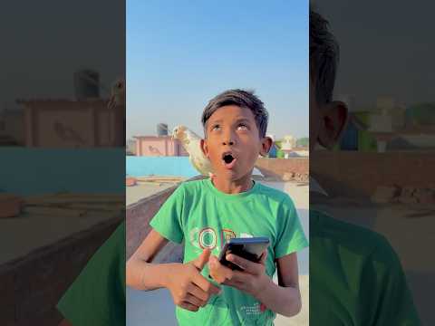 कबूतर ने मालिक को सही बक्त पर बचाया 🕊️😱ll #pigeon #helping #reaction #shortsviral
