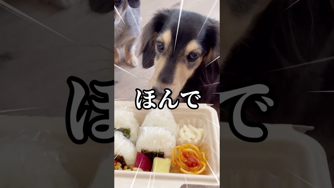 なんかおかしいお弁当箱のうた。