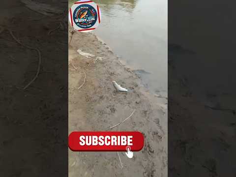 bogas en lavalle #pesca #lineadepesca #lineadepesca #fishing #pescasub #carpfishing #fish #pez #carp