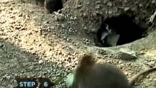 Wowchi- Rat Psycho tommy lee remix