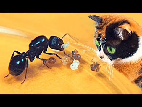 Slivki Show und neue Ameisen