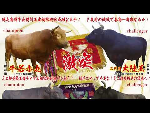 徳之島の闘牛