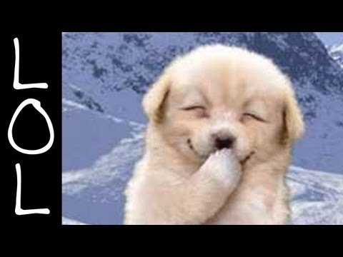 Funny Dogs – World’s Funniest Dog Video Ever!