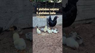 Nasceram 13 Pintinhos