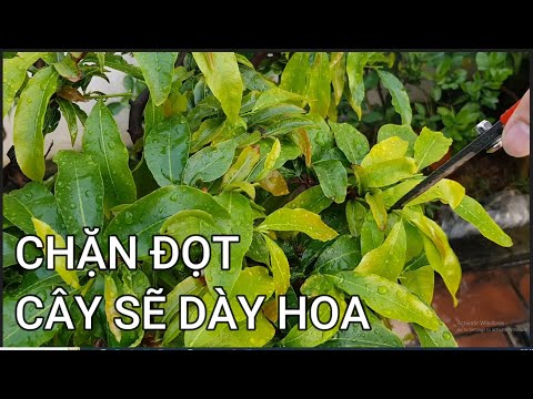 🔴 QBS23420 - CẮT CHẶN ĐỌT CHO CÂY MAI VÀNG GIÚP CÂY DÀY HOA VÀO CUỐI NĂM |CHĂM SÓC MAI VÀNG MIỀN BẮC
