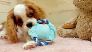 キャバリアの動画02