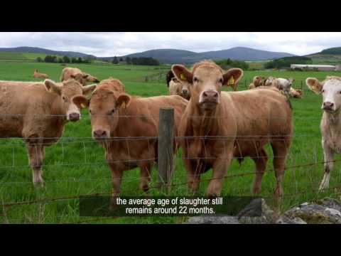 QMS Market Commentary - Cattle Trends - March 2016