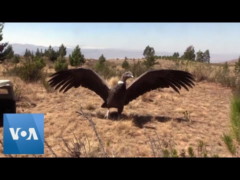 Andean Condor Soars Back to the Wild in Bolivia