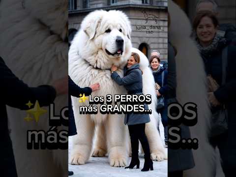 Los 3 PERROS más FAMOSOS por sus TAMAÑOS DIFERENTES